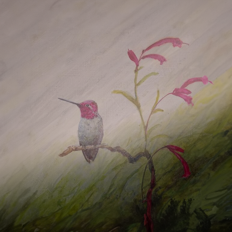 Floy Zittin Anna's Hummingbird